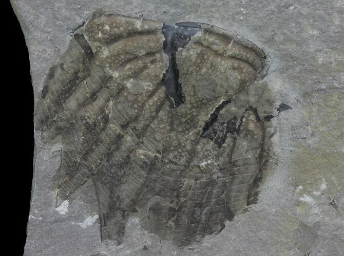 Arctinurus Trilobite Tail - Classic New York Trilobite #68382